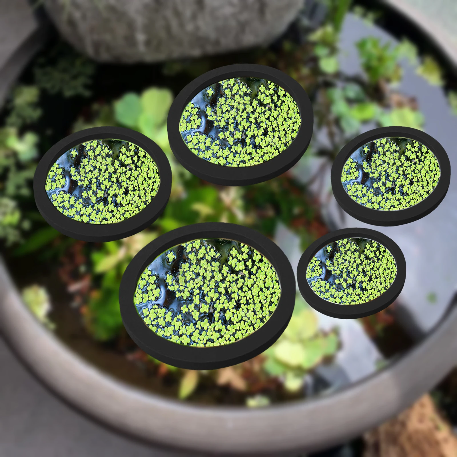 5Pcs EVA Fisch Fütterung Ring  – Fish Aquarium Home Bewertung und Preis