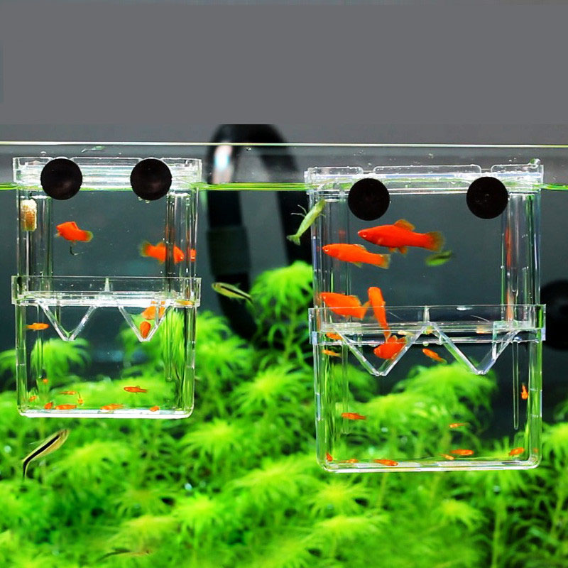 Pfau Fisch Zucht Isolation Box – Betta Fish Tank Bewertung und Preis